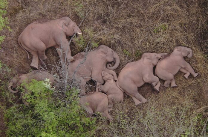 Elephants 02