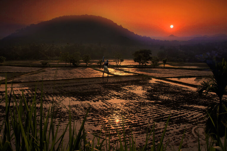 කෘෂි විද්වත් වෘත්තිකයන් 141ගෙන් ජනපතිට : දරුණු අර්බුදයකට මෙරට කෘෂිකාර්මික ක්ෂේත්‍රය තල්ලු වුණේ වැරදි උපදෙස් පිළිගැනීමෙන්