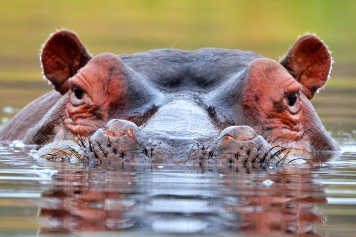 HippopotamusMeaning3