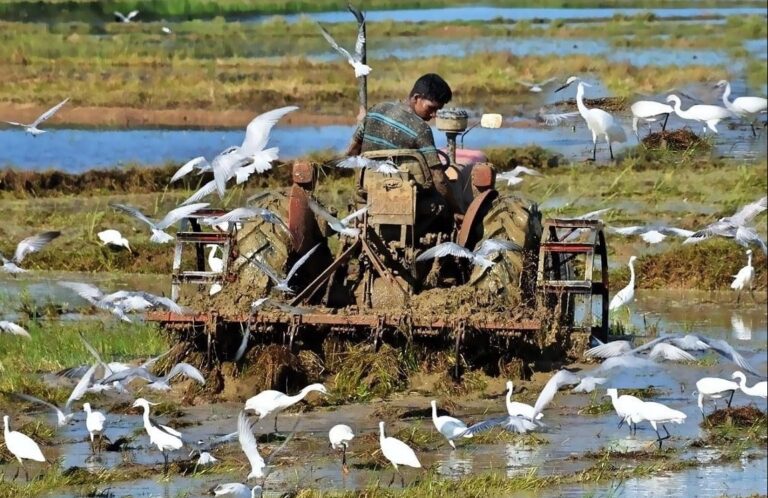 ලංකාවේ ගොවිතැන ඉවරයි ද ? දැන් අපි මොකද කරන්න ඕනේ ? –  සදුන්  තුඩුගල