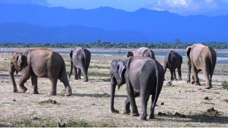 උඩවලව අලින්ට මන්ද පෝෂනය- ව්‍යපෘතියේ පර්යේෂණ  කළමනාකරු; ඕක ගනන් ගන්න දෙයක් නොවෙයි – වනජීවී අධ්‍යක්ෂ