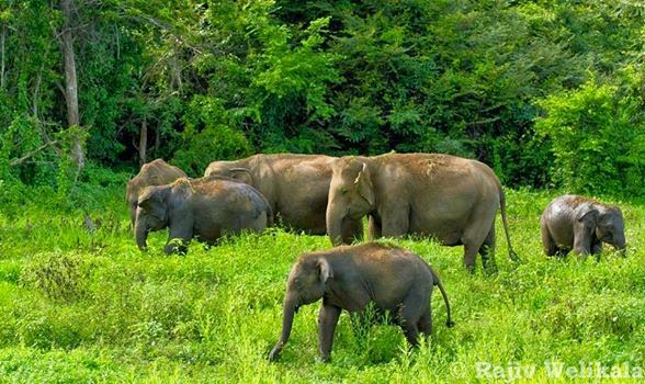 ඔයාමඩුවේ සිර වූ අලි ඇතුන් 150ක්  කුසගින්නේ- පශු වෛද්‍ය සංගමය; විල්පත්තුවට යවනවාමයි – ආණ්ඩුව