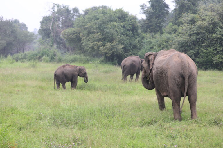 නව රජය යටතේ වර්ධනය වන පාරිසරික අර්බුදය සහ වාචාල කතා