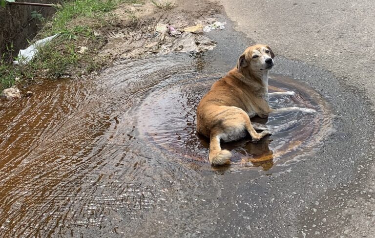 වතුර කාන්දුව මත සැප ගත් බල්ලා!   – සුනන්ද දේශප්‍රිය
