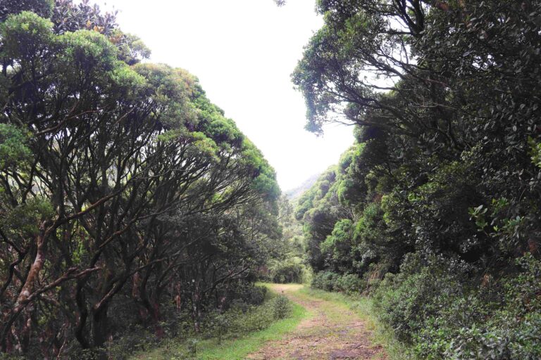 නකල්ස් ලෝක උරුම වනාන්තරය වැනසීමට ජාජබ පාර්ලිමේන්තු මන්ත්‍රිවරු සහ මැදදුම්බර ප්‍රාදේශීය ලේකම් ව්‍යාපාරිකයෝ නීති විරෝධී සැලැසුමක